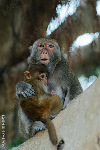 Cute Monkey Sitting on a Tree