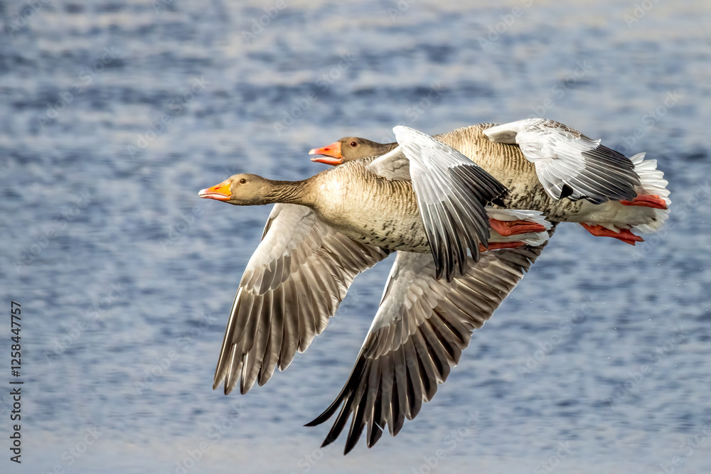 Fototapeta premium greylag goose
