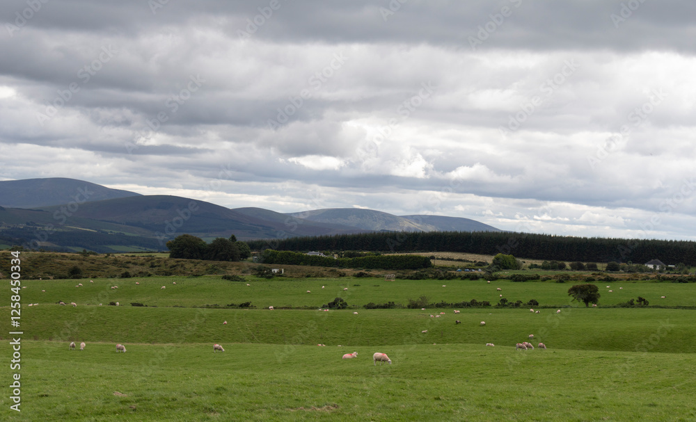 View of the valley of mountains. Landscape of Ireland.
View of the valley of mountains. Landscape of Ireland.