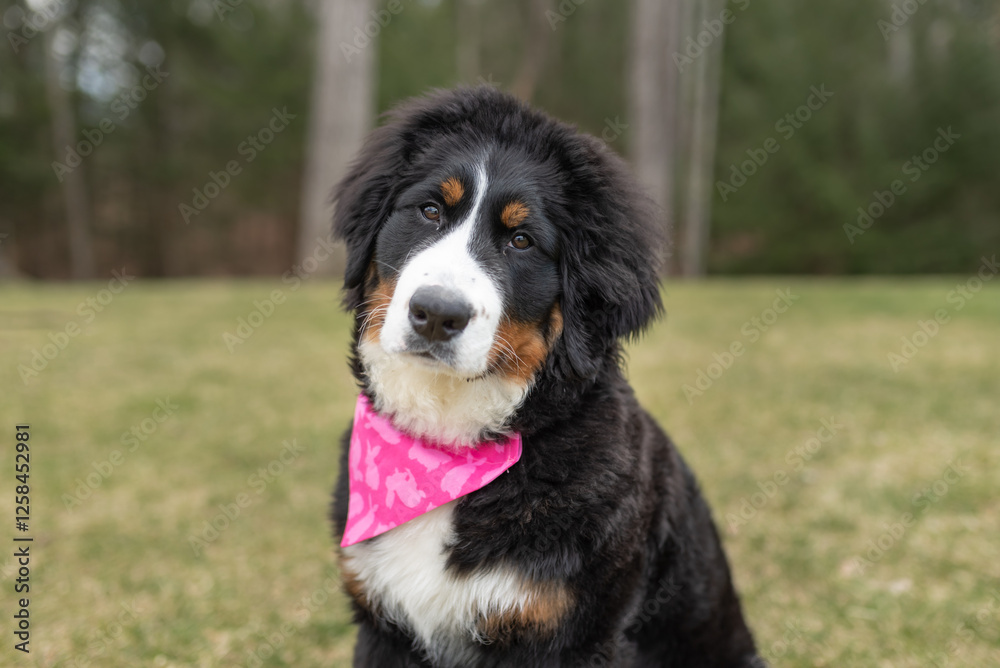 Bernese Mountain Dog puppy wearing a pink bandana, sitting on grass. Bernese Mountain Dog puppy wearing a pink bandana, sitting on grass.