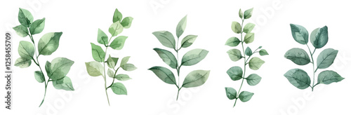 Watercolor green leaves png. Vector designer elements set collection of green forest green art leaves natural grass leaves in watercolor style. Decorative beauty elegant illustration for design