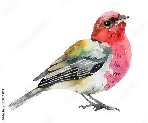 robin on white background