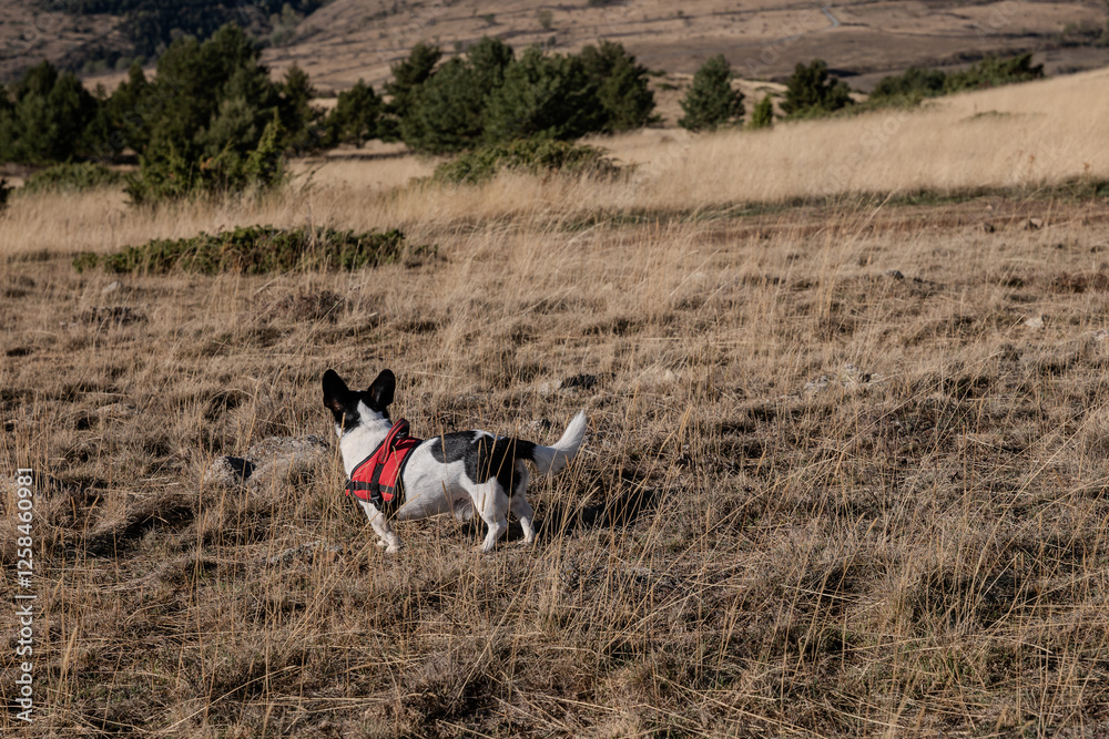 jack russell terrier running in the field jack russell terrier running in the field