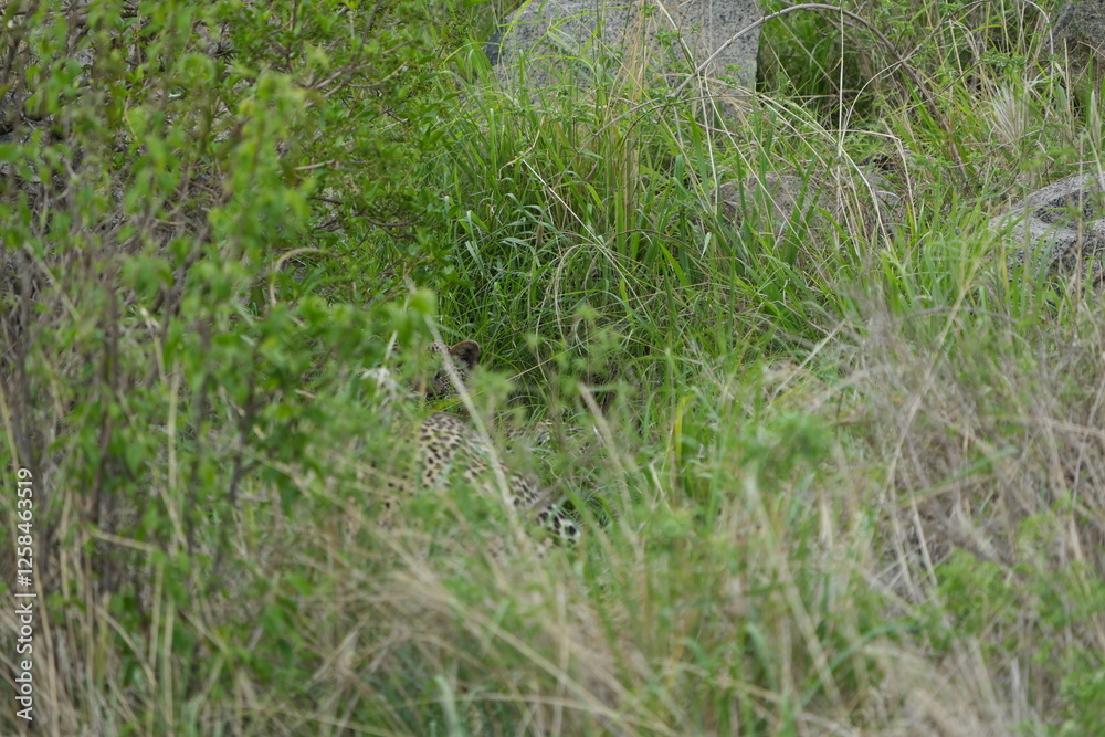 camouflaged leopard hiding with its cub in the serengeti national park in tanzania camouflaged leopard hiding with its cub in the serengeti national park in tanzania