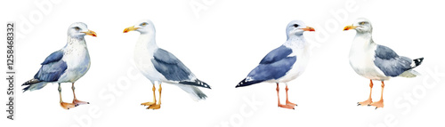 Watercolor set of seagulls PNG. Marine seabirds, Atlantic gulls symbols isolated vector illustration set. Seagull bird isolated.Vector illustration.