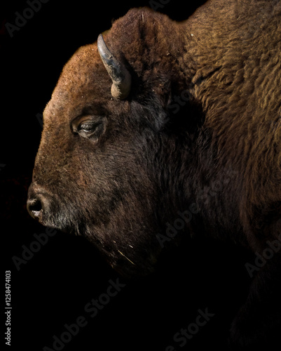 Wallpaper Mural american bison head against a black background Torontodigital.ca