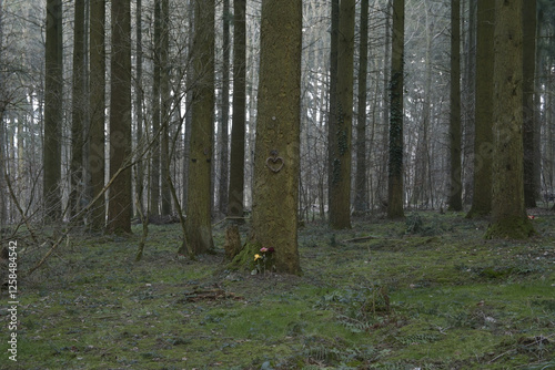 ruhewald rheinhessische schweiz photo