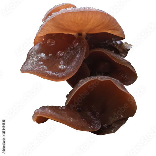 Detailed Close-Up of Organic Mushrooms with Water Droplets on a White Background with Clipping Path