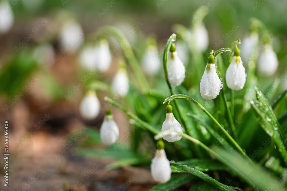 Beautiful white snowdrop flowers blooming in spring covered in raindrops Beautiful white snowdrop flowers blooming in spring covered in raindrops