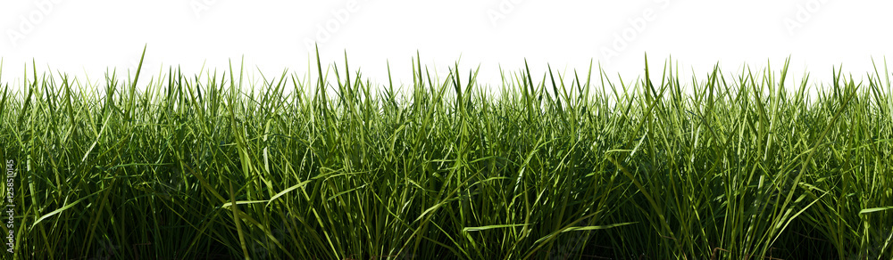 Isolated green grass on a transparent background. 3d rendering illustration. Isolated green grass on a transparent background. 3d rendering illustration.