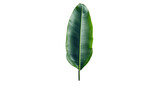 Single green tropical leaf isolated on transparent background