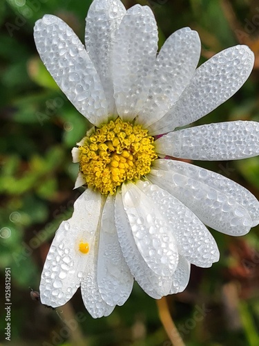 Canvas Print daisy flower with dew drops
