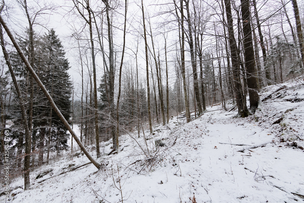 panoramica su un bosco di collina innevato, in Slovenia, di mattina, in inverno