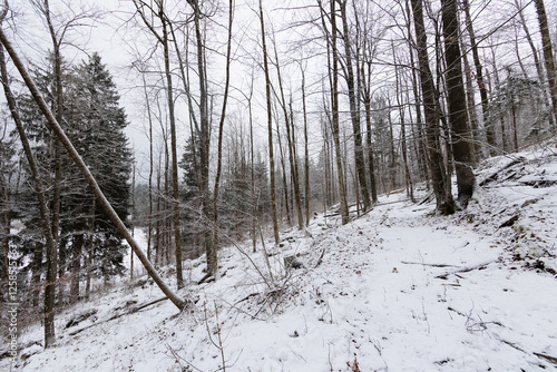 Obraz na płótnie panoramica su un bosco di collina innevato, in Slovenia, di mattina, in inverno w salonie