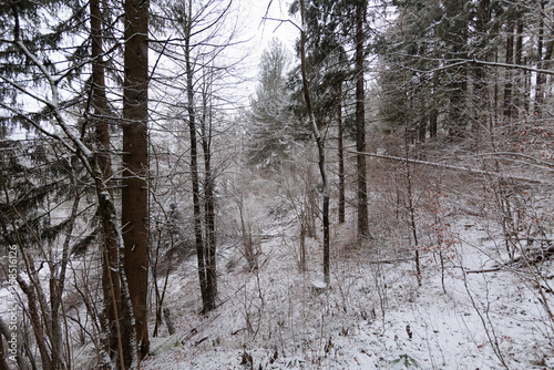 Obraz na płótnie panoramica su un bosco di collina innevato, in Slovenia, di mattina, in inverno w salonie