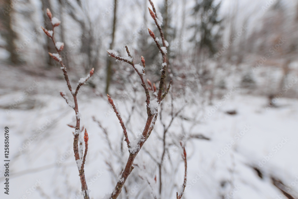 dettaglio dei germogli su piccoli rami di una giovane pianta, parzialmente coperti da dei fiocchi di neve, in un bosco, in Slovenia, in inverno