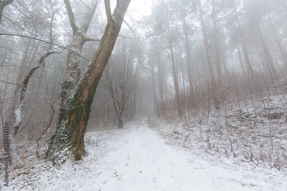 panoramica su una foresta collinare innevata e avvolta nella nebbia, in Slovenia, in inverno