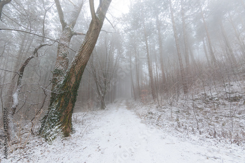 Obraz na płótnie panoramica su una foresta collinare innevata e avvolta nella nebbia, in Slovenia, in inverno w salonie