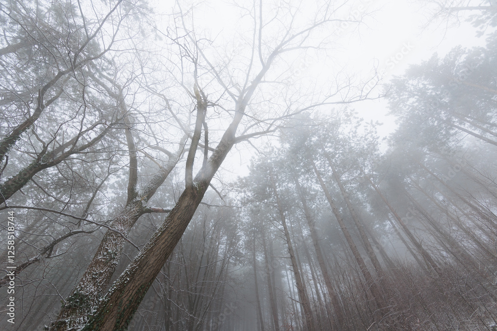 panoramica su una foresta collinare innevata e avvolta nella nebbia, in Slovenia, in inverno