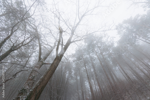 Obraz na płótnie panoramica su una foresta collinare innevata e avvolta nella nebbia, in Slovenia, in inverno w salonie