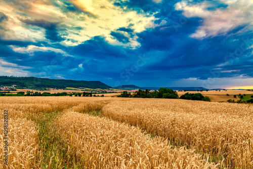 Obraz na płótnie View of a wheat field against a beautiful sunset sky. Rural landscapes landscapes under bright sunlight. w salonie