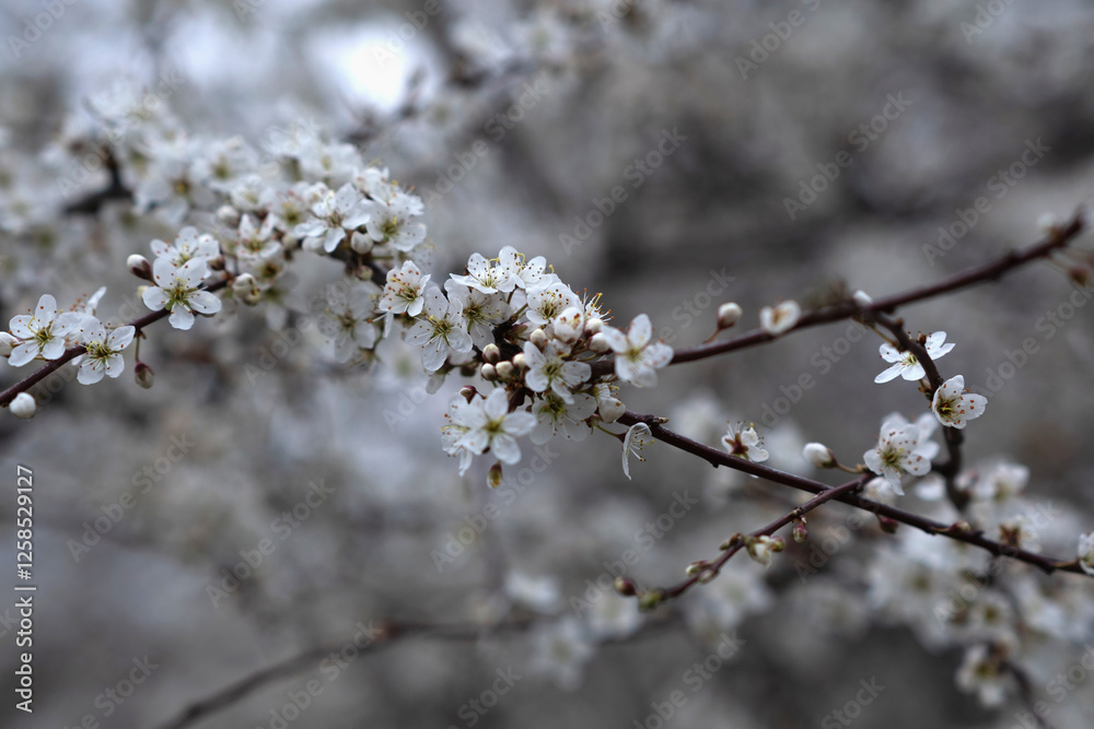 Delicate and Beautiful White Blossoms Gracefully Adorn Branches During the Spring Bloom