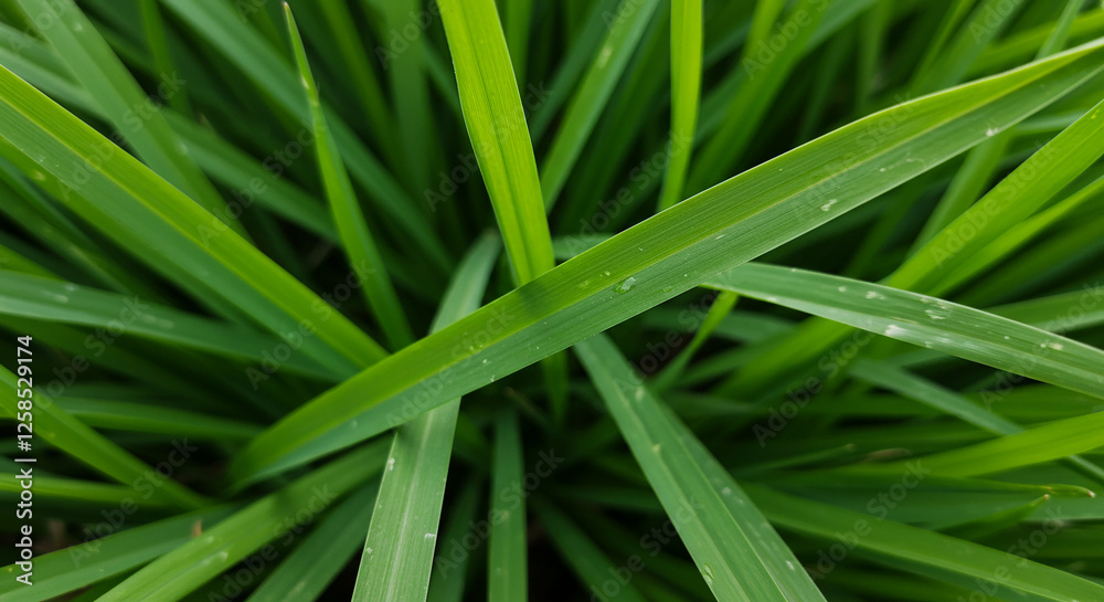 grass with dew drops grass with dew drops