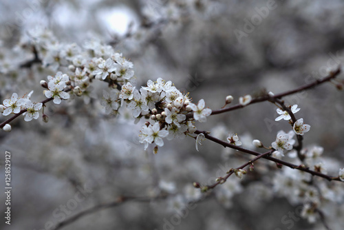 Obraz na płótnie Delicate and Beautiful White Blossoms Gracefully Adorn Branches During the Spring Bloom w salonie