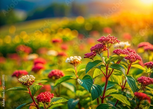 Blooming Dogwood (Cornus sanguinea) in Wild Meadow, Tilt-Shift Miniature Effect photo