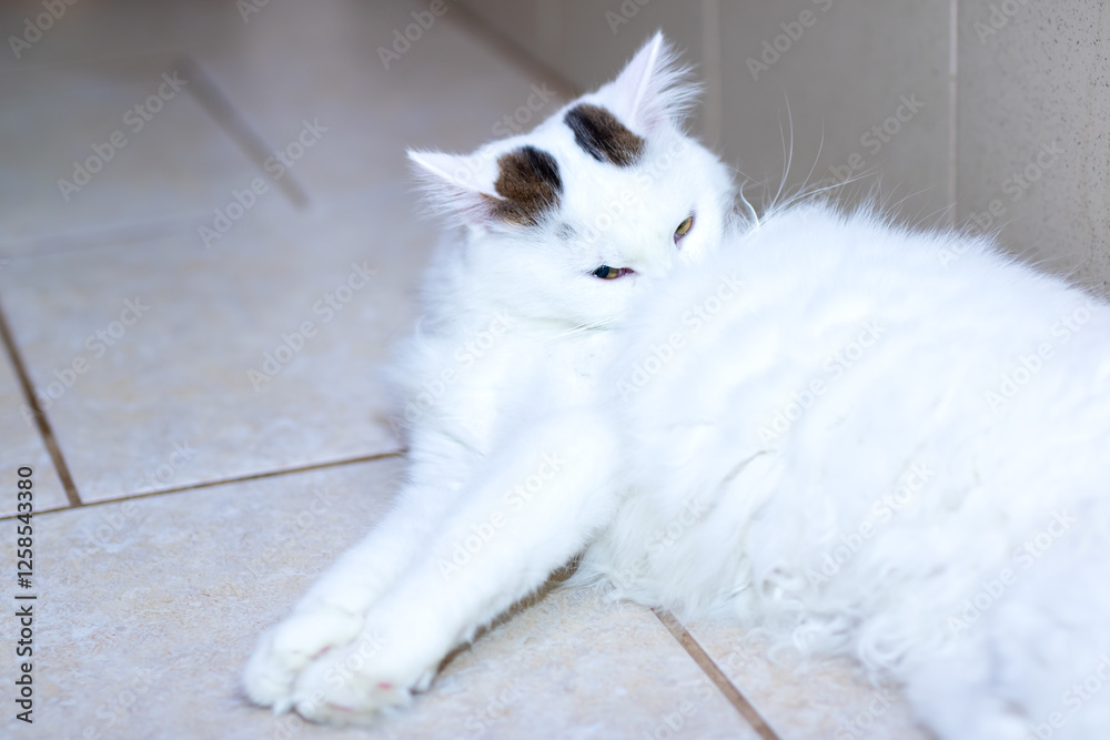 Fototapeta premium There is a white cat that possesses a distinctive black spot on its head