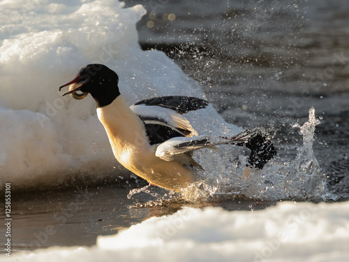 Common Merganser and lamprey photo