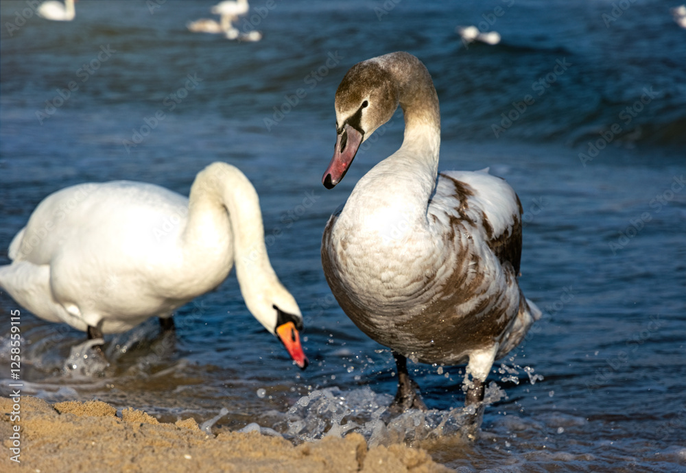 Swans on the Baltic Sea coast in winter
Swans on the Baltic Sea coast in winter