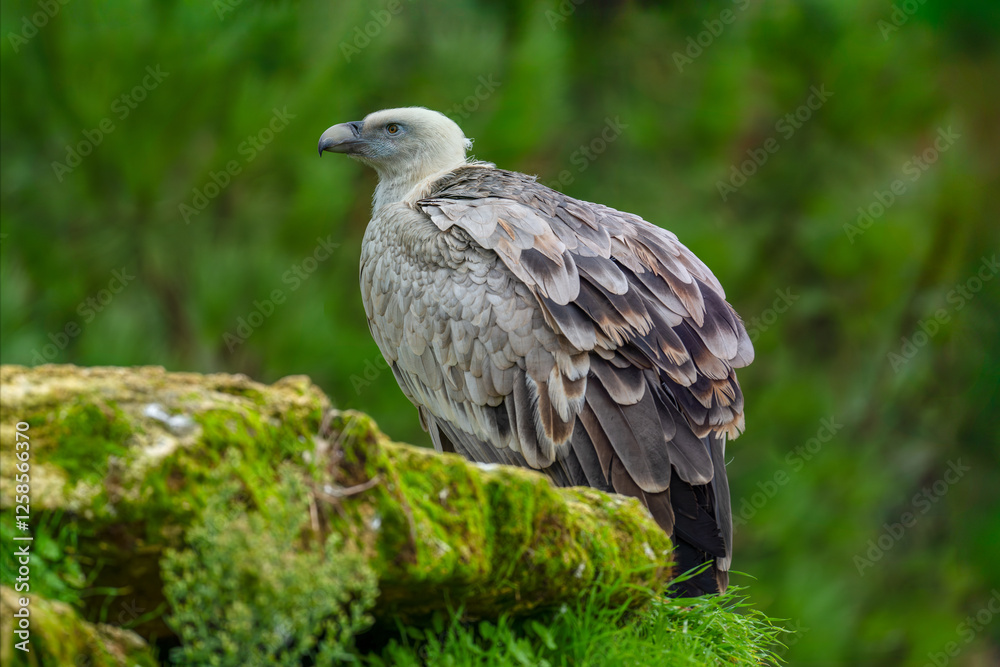 Eurasian Griffon Vulture. Gyps fulvus, Bioparc, Doué la Fontaine, Doué en Anjou, Maine et Loire 49, Région Pays de la Loire, France, European Union, Europe