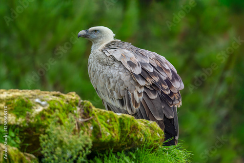 Eurasian Griffon Vulture. Gyps fulvus, Bioparc, Doué la Fontaine, Doué en Anjou, Maine et Loire 49, Région Pays de la Loire, France, European Union, Europe photo