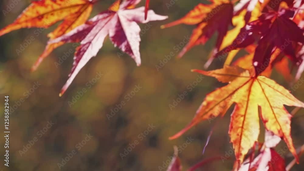 The video captures vibrant autumn leaves swaying gently in the breeze, creating a serene and colorful scene. Close-up camera angle. The video captures vibrant autumn leaves swaying gently in the breeze, creating a serene and colorful scene. Close-up camera angle.