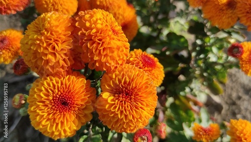 Orange Pompom Chrysanthemum Blooms