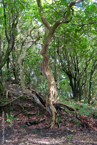 En forêt martiniquaise.