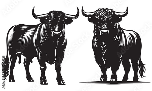 black and white bull