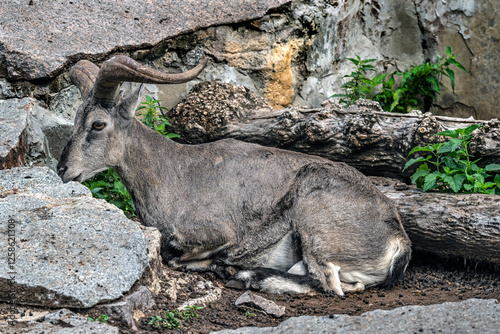 Blue sheep on the ground. Latin name - Pseudois nayaur photo