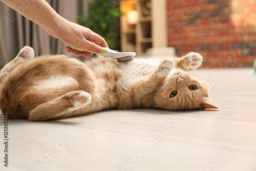 Fototapeta Naklejka Na Ścianę i Meble -  Woman brushing cat's hair on floor at home, closeup. Pet grooming