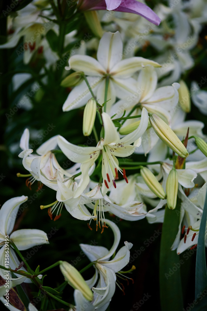 Fototapeta premium White lilies bloom in a lush garden during the early hours of springtime