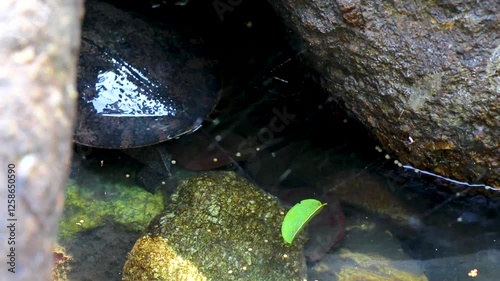 Spiny Softshell Turtle in Sai Rung Waterfall Khao Lak Thailand. photo