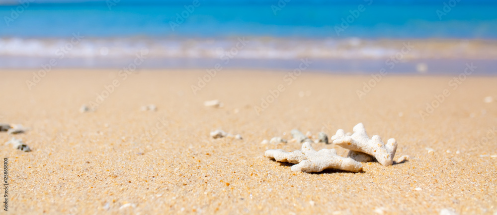 Corals on the sand on the seashore. Seascape background, sandy shore with corals and shells. Corals on the sand on the seashore. Seascape background, sandy shore with corals and shells.