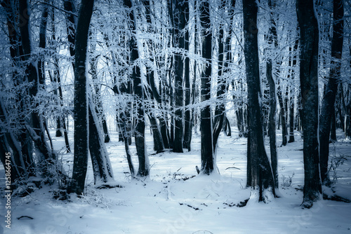 mysterious winter landscape...