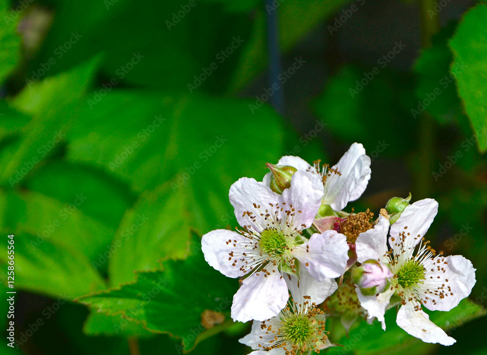 kwiat jeżyny, kwitnąca jeżyna, blackberry flower, blooming blackberry, Rubus