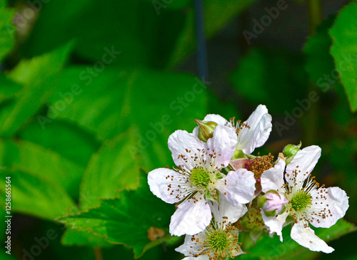 Obraz na płótnie kwiat jeżyny, kwitnąca jeżyna, blackberry flower, blooming blackberry, Rubus
w salonie