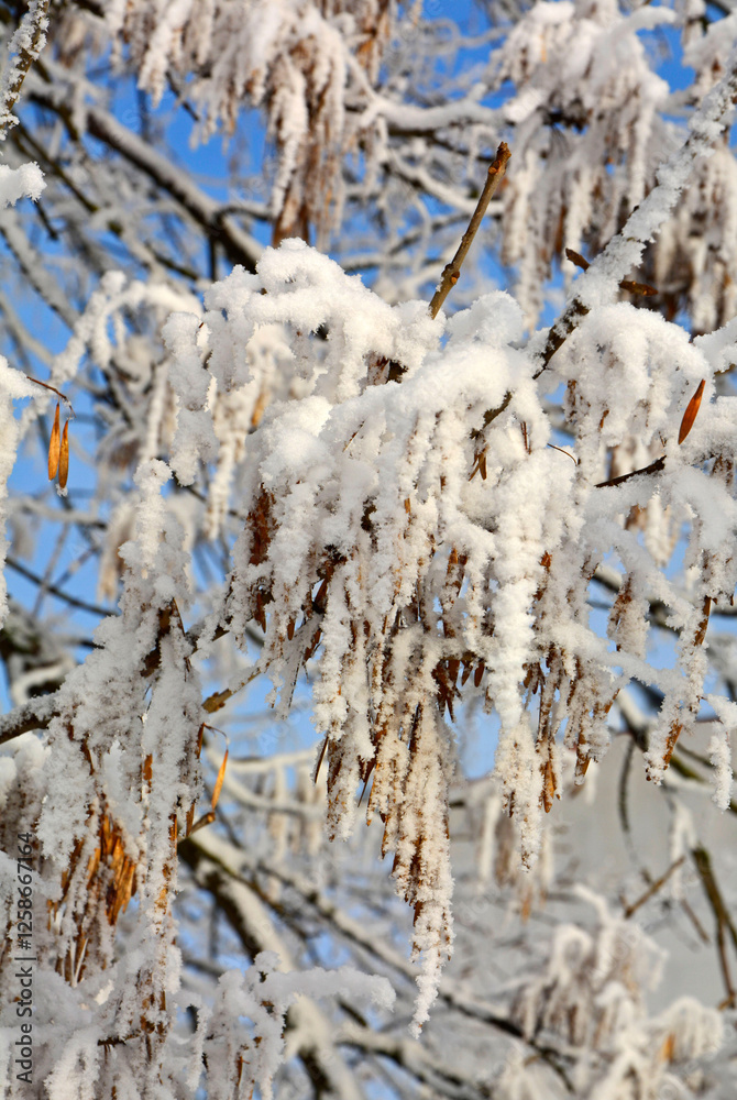 Ośnieżone i oszronione owocostany jesionu zimą na tle nieba, Snow-covered and frosted ash fruits hang on a boulder against the sky in winter