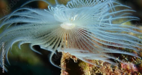 white tube worm underwater tubeworm macro shot close up