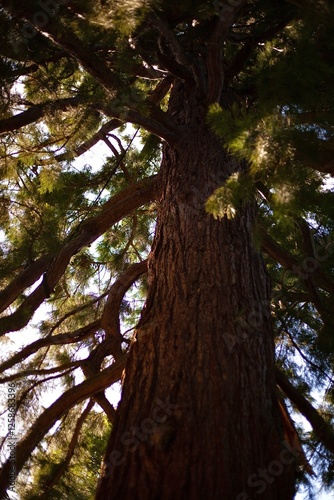 Großer Baum in den warmen Strahlen der Sonne