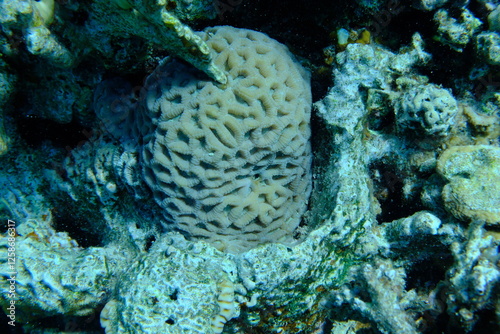 Fototapeta Naklejka Na Ścianę i Meble -  Stony coral Favites vasta undersea, Red Sea, Egypt, Sharm El Sheikh, Montazah Bay
